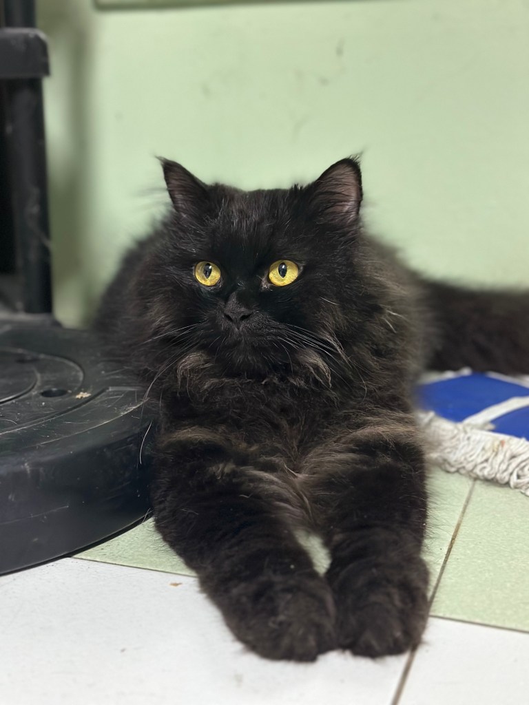 Norbert the black long-haired cat
